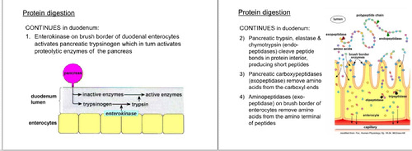 <p>-Protein digestion continues in the duodenum</p><p>Steps:</p><p>1. <strong><mark data-color="red" style="background-color: red; color: inherit">Enterokinase on brush border of duodenal enterocytes activates pancreatic trypsinogen which in turn activates proteolytic enzymes of the pancreas</mark></strong></p><p>2) <strong><mark data-color="red" style="background-color: red; color: inherit">Pancreatic trypsin, elastase &amp; chymotrypsin (endopeptidases) cleave peptide bonds in protein interior, producing short peptides</mark></strong></p><p>3) <strong><mark data-color="red" style="background-color: red; color: inherit">Pancreatic carboxypeptidases (exopeptidase) remove amino acids from the carboxyl ends</mark></strong></p><p>4) <strong><mark data-color="red" style="background-color: red; color: inherit">Aminopeptidases (exopeptidase) on brush border of enterocytes remove amino acids from the amino terminal of peptides</mark></strong></p>