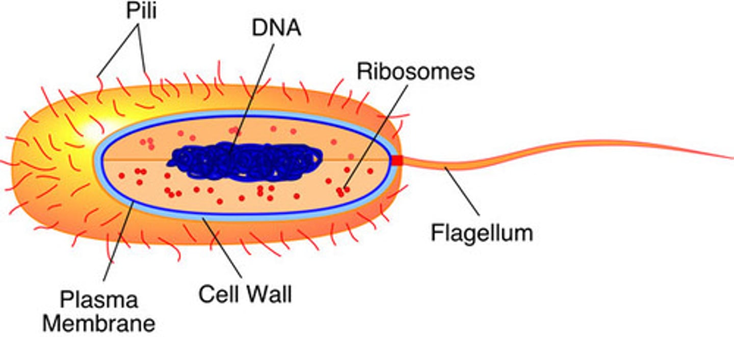 <p>A cell that does NOT have a nucleus. The Eubacteria and Archaebacteria have prokaryotic cells. They are simple, small cells.</p>