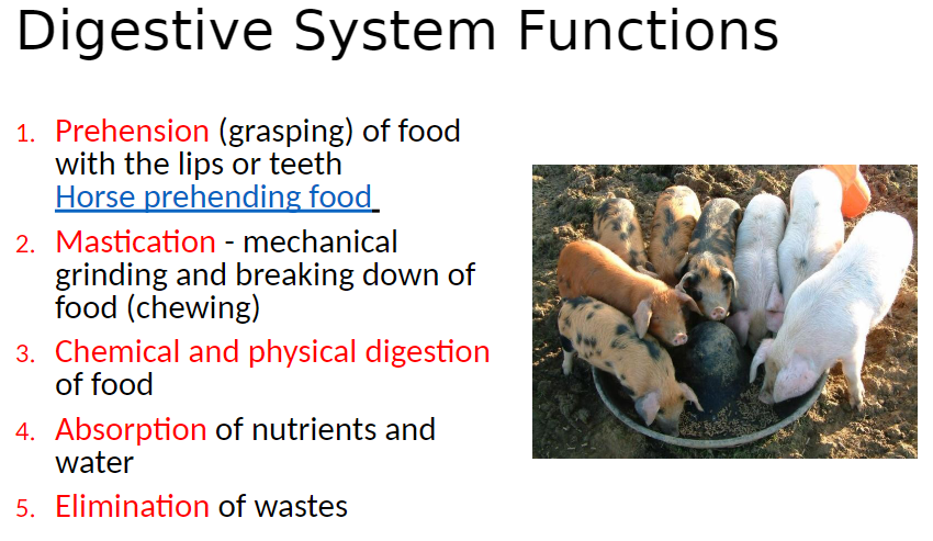 <p><strong>1. Prehension</strong><br>  • Grasping food using lips or teeth</p><p><strong>2. Mastication</strong><br>  • Mechanical grinding and breaking down of food (chewing)</p><p><strong>3. Digestion</strong><br>  • Chemical and physical breakdown of food</p><p><strong>4. Absorption</strong><br>  • Uptake of nutrients and water into the body</p><p><strong>5. Elimination</strong><br>  • Removal of waste products</p>