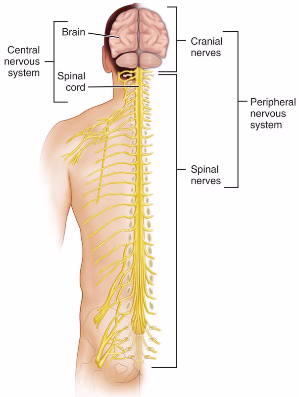 nerves; helps CNS receive sensory input, translate information, and send a response to the rest of the body