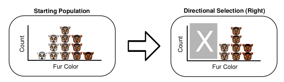 directional selection
