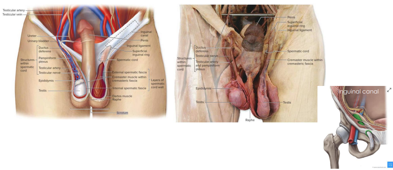 <p>Diagram of Scrotum</p>