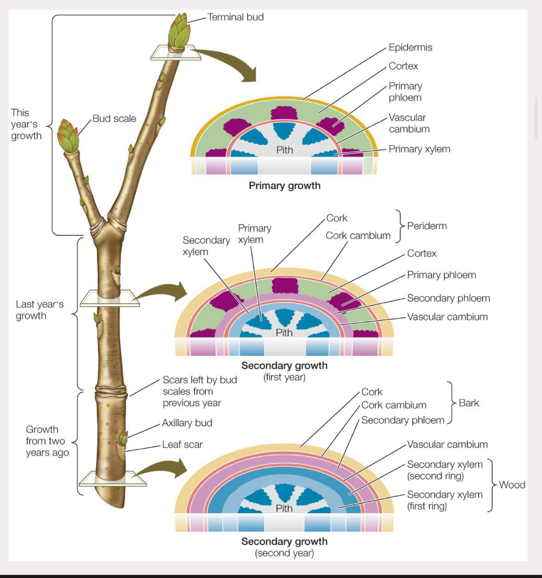 <p>replaces epidermis during secondary growth</p><p>the cork and cork cambium</p><p>dead tissue</p><p>arises from ground meristem</p>