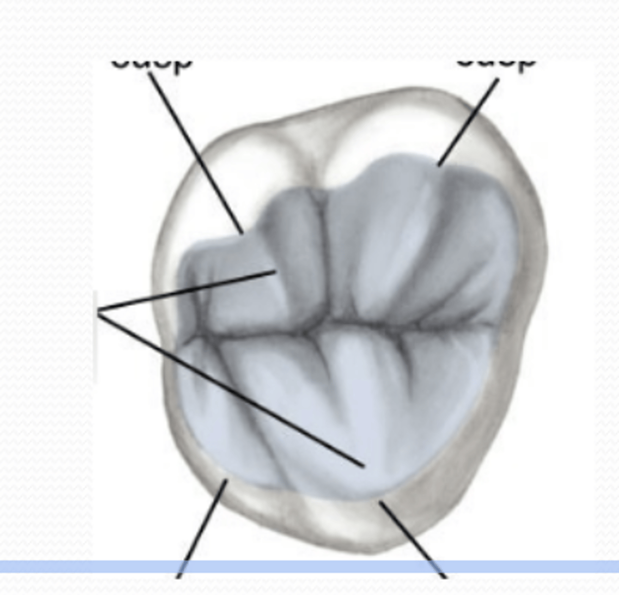 <p>very small (or may be missing) DL cusp</p><p>similar to max 3rd molars</p><p>heart-shape from the occlusal</p>