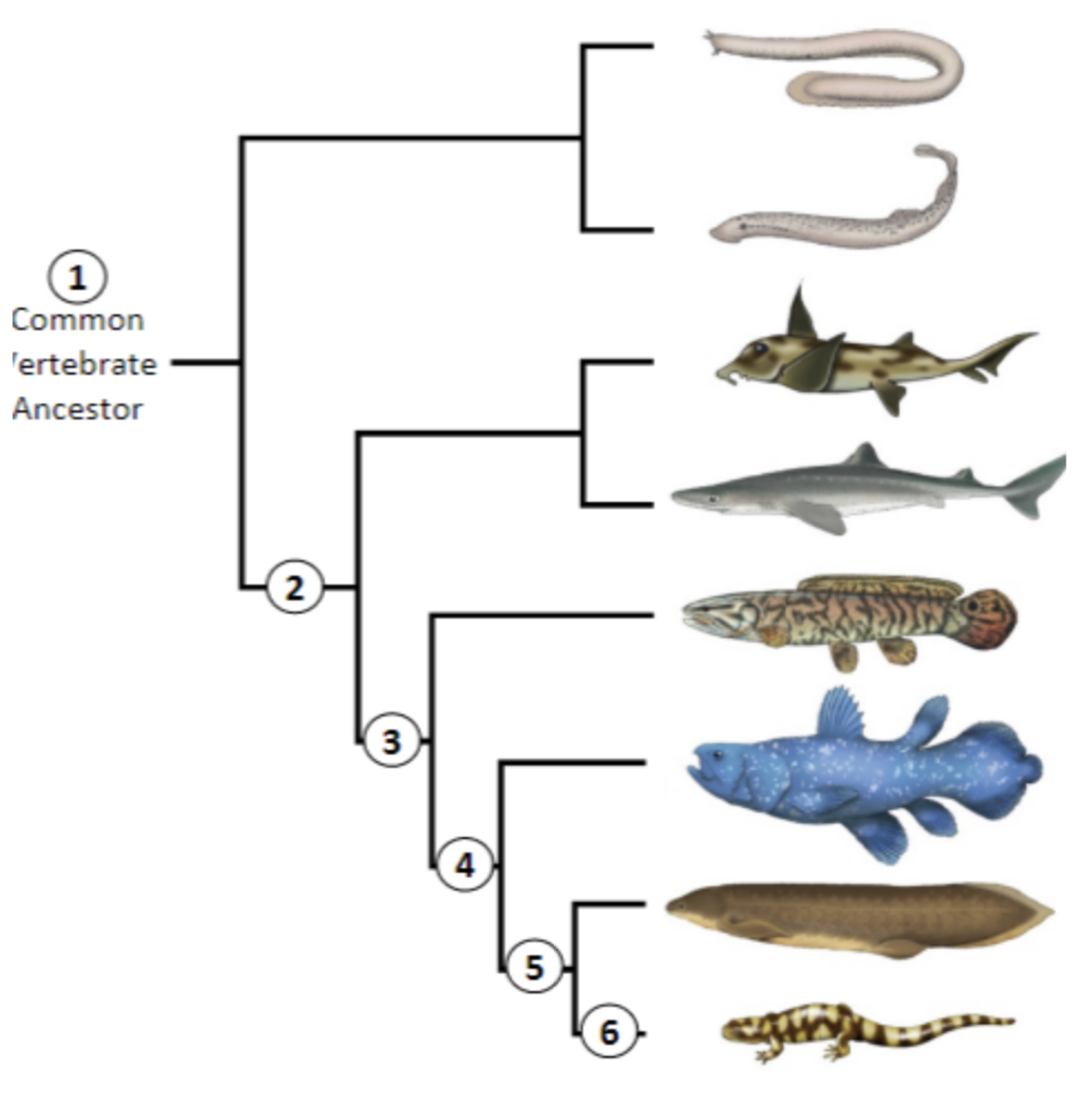 Given vertebrate phylogeny, name taxa and derived traits shown