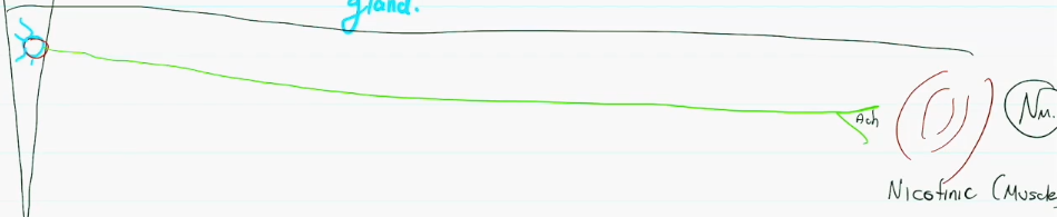 <p>Preganglionic body begins in the CNS, the preganglionic axon releases <strong>acetylcholine (ach)</strong> from its terminal end straight into the mf muscle via Nicotinic Muscle receptors.</p>