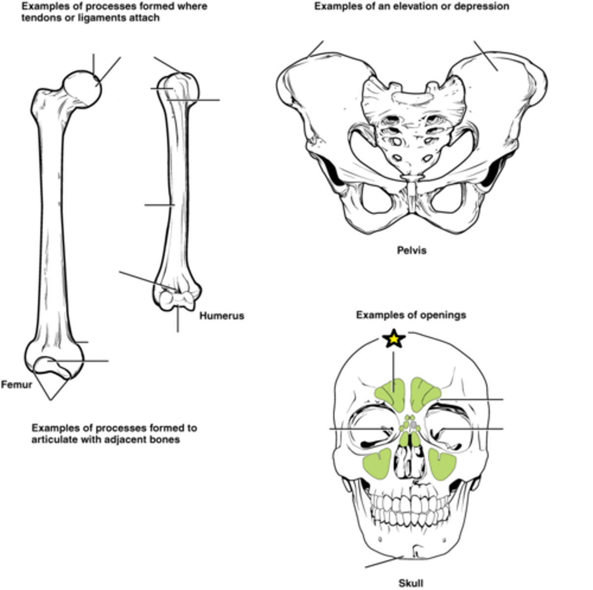 <p>Cavity within a bone</p>