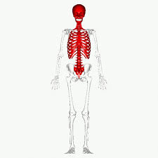 <p>What part of the skeletal system is this?</p>