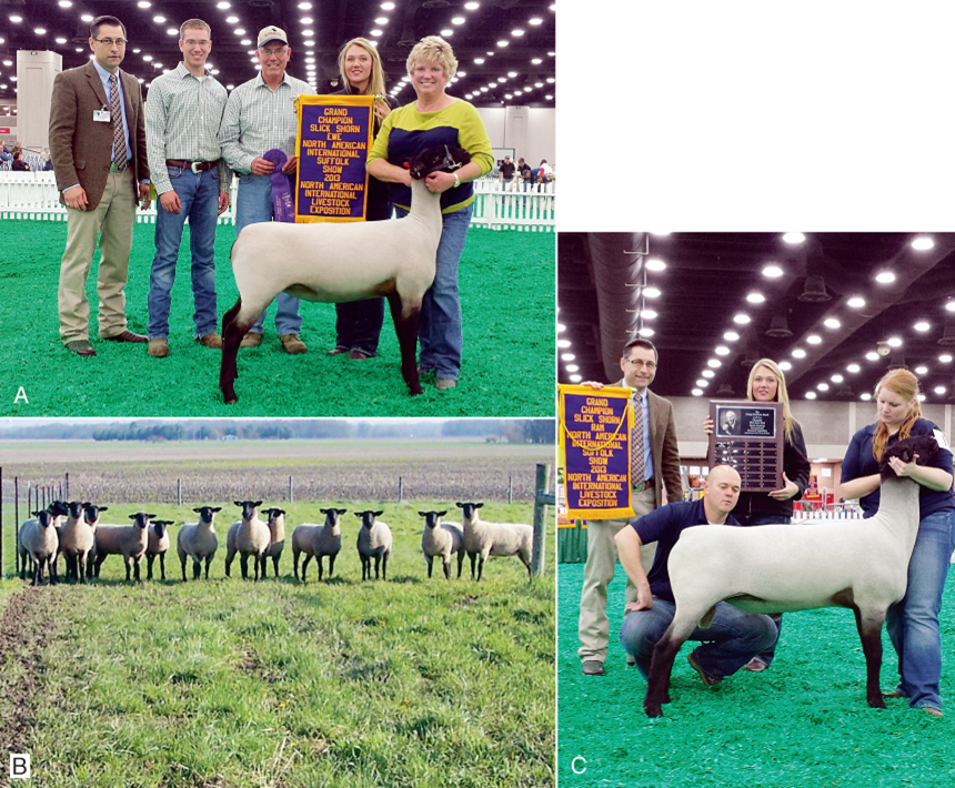 <p>what breed and type of wool</p>