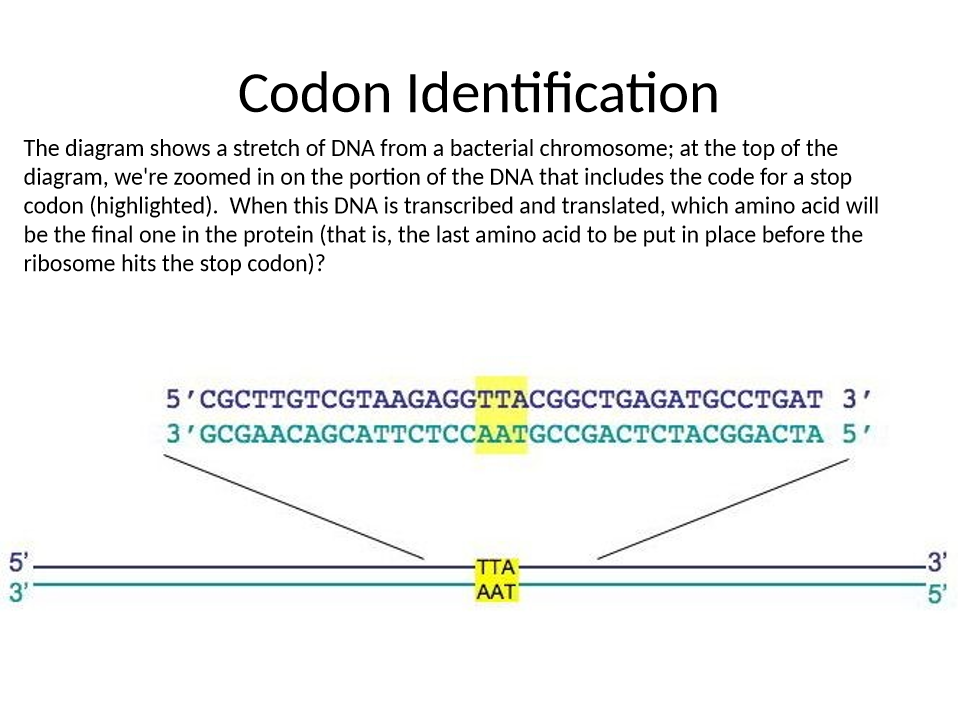 <p>which amnio acid will be the final one in the protein?</p>