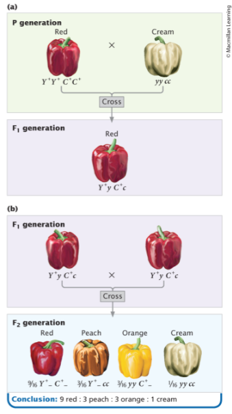 <p>genes at two loci interact to produce fruit color in peppers</p>