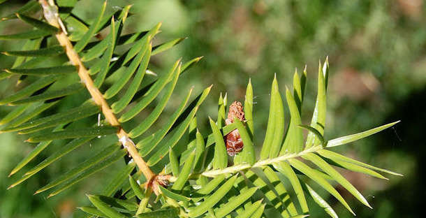 <p>Looks like redwood, but has very sharp points at the leaf tips</p>