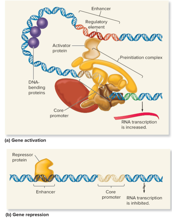 <ul><li><p>regulatory transcription factors recognize cis regulatory elements within enhancers</p></li><li><p>binding of regulatory transcription factors to regulatory elements affects transcription of gene</p></li><li><p>activators and repressors</p></li></ul><p></p>