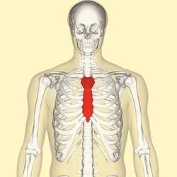 <p>chest bone</p>