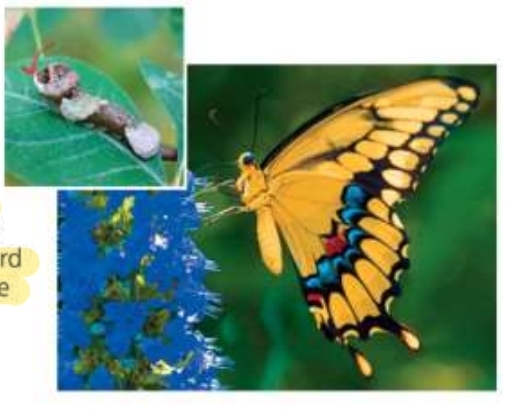 <p>Lepidopterans</p>