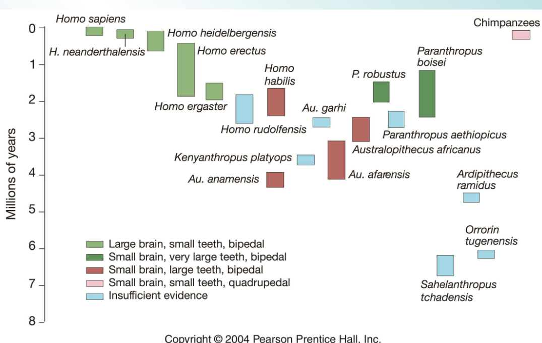 <p>major homo changes </p>