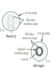 <p>Drupe</p>
