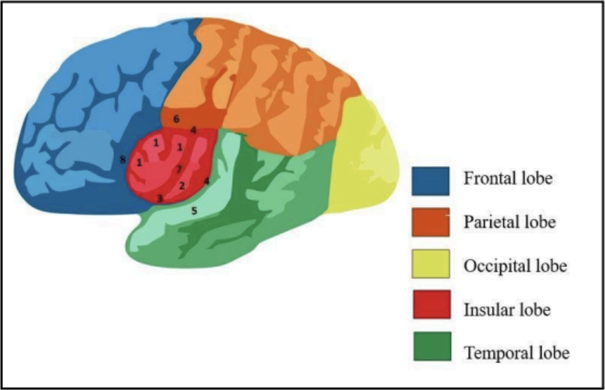 <ul><li><p>Frontal Lobe</p></li><li><p>Parietal Lobe</p></li><li><p>Occipital Lobe</p></li><li><p>Temporal Lobe</p></li><li><p>Insular Lobe (or Insula)</p></li></ul><p></p>