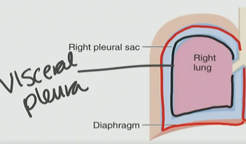 <p>D. Visceral pleura</p>