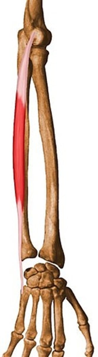 <p>Extends wrist</p>