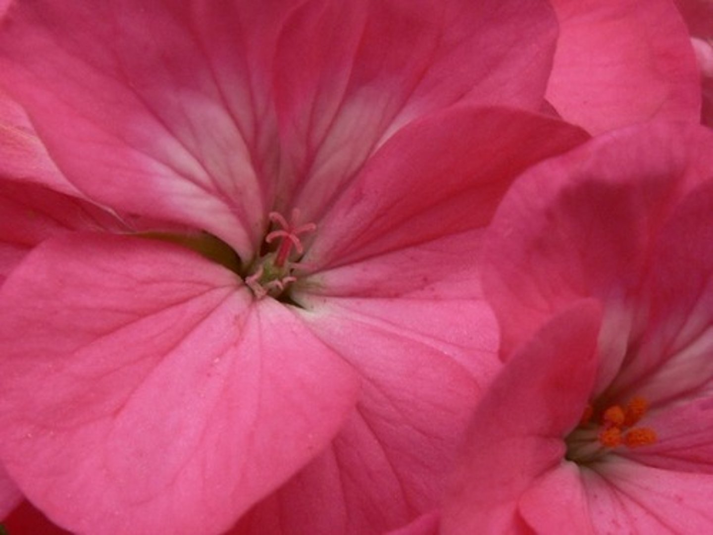 <p>pink</p><p>(fěn hóng sè)</p>