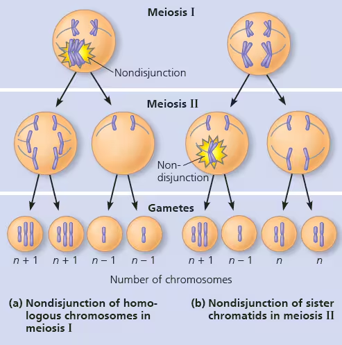 <p>een fout in de meiose of mitose  waarin de leden van een paar homologe chromosomen of een paar van zusterchromatiden er niet is slagen van goed van elkaar te scheiden.</p><p>een gameet ontvangt 2 dezelfde chromosomen en de andere gameet ontvangt geen enkele kopie van dit chromosoom</p>