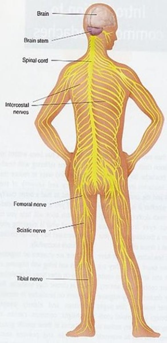 <p>Nerves extending from CNS to body parts.</p>