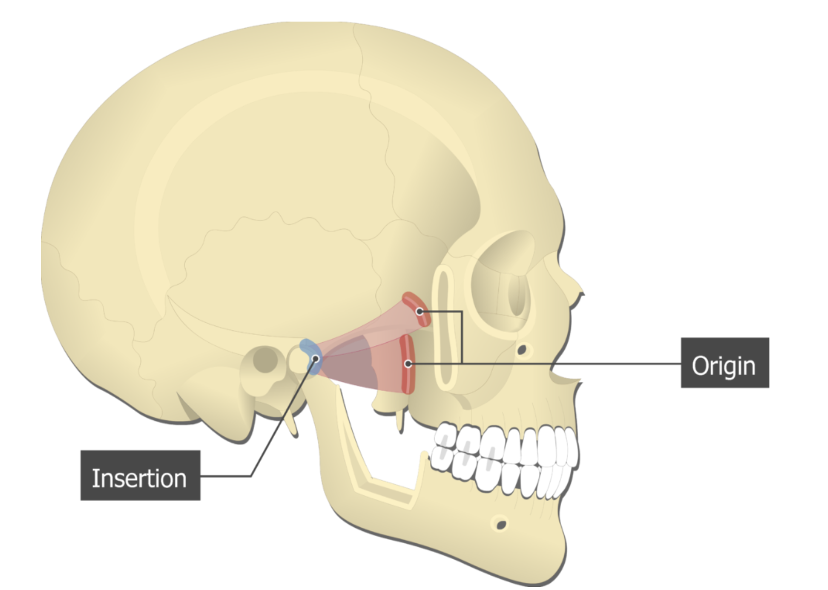 <p>lateral pterygoid</p>