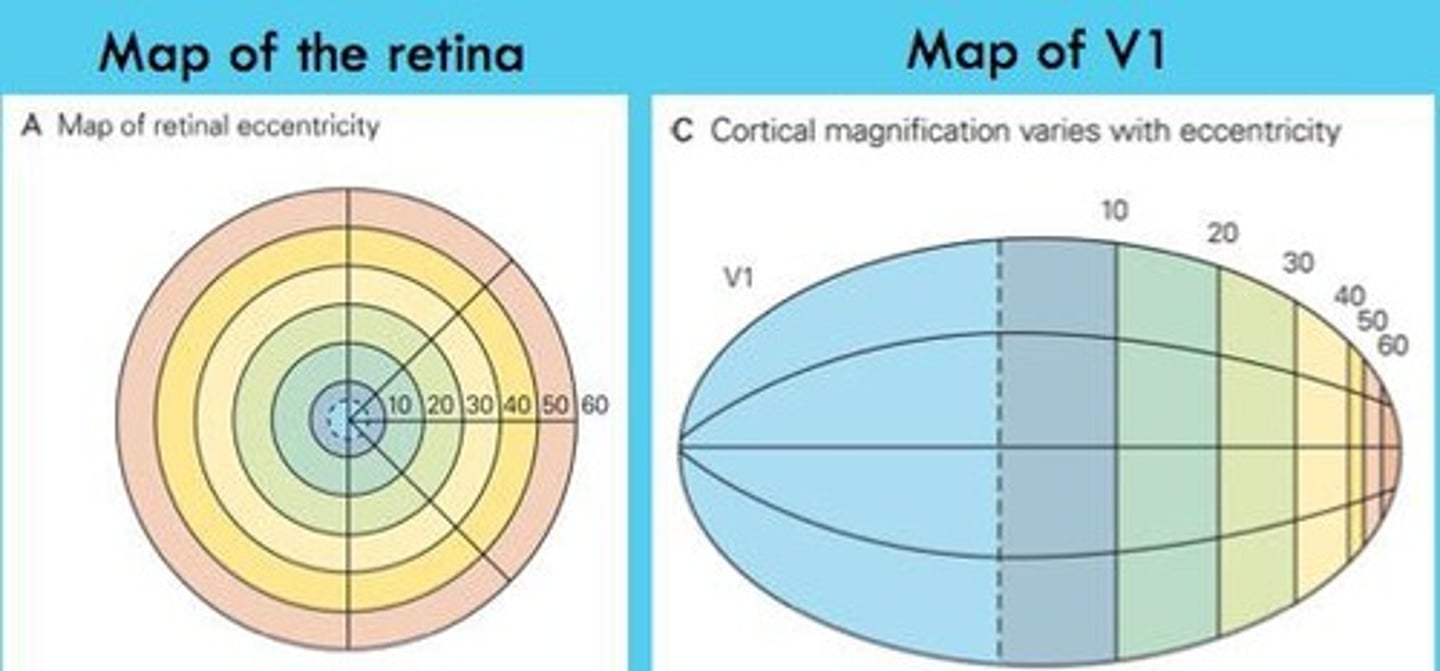 <p>Cortical magnification is the over-representation of the central region of the fovea in the spatial organization of V1, due to the convergence properties of rods and cones.</p>