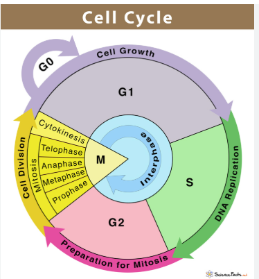 <p>Phases of cell cycle MEMORIZE</p>