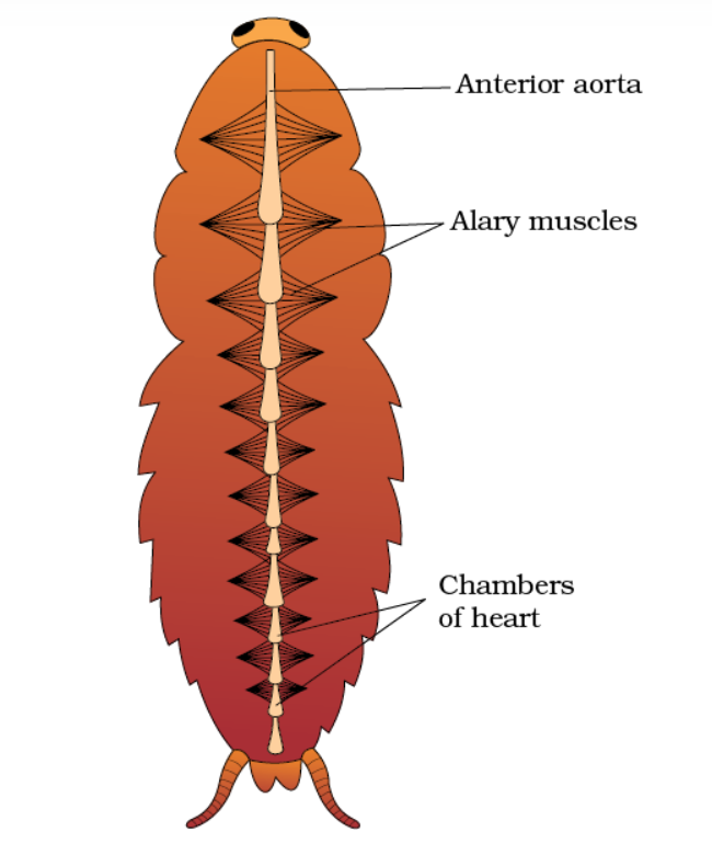 • open type circulatory system
• blood vessel is poorly developed and falls into tissue space called hemocoel.
• hemolymph: colorless plasma + haematocytes
• blood is not related to respiration.
• dorsal sinus: heart
• middle sinus: alimentary canal and fat body
• ventral sinus: nerve cord
•  elongated muscular tube lying in the mid-dorsal line of thorax and abdomen.
• dorsal, tubular, 13 chambered
• ostia act as valves
• nephrocytes: regulated heartbeat 49beats/min
• tergosternal muscle
• alary muscle: 12 pairs (24)