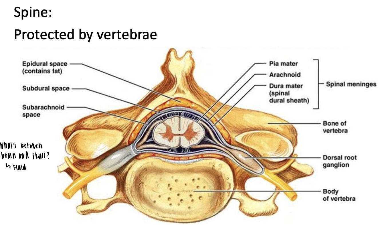 <p>Dura mater, arachnoid, and pia mater</p>