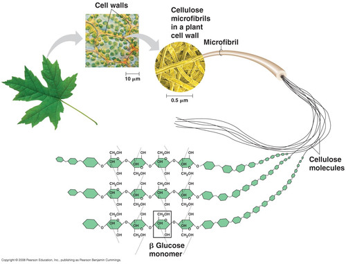 ~ Long, unbranched chains of β-glucose
~ Glyosidic bonds makes a straight chained molecule
~ Cellulose chains are linked together by hydrogen bonds - forming microfibrils
~ Microfibrils are further bunched together to form macrofibrils