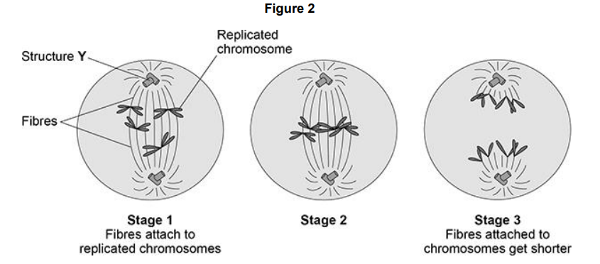 <p>Figure 2 shows some of the stages of cell division. Some cancer drugs prevent cell division. Drug X prevents the fibres from attaching to the replicated chromosomes in stage 1. Explain why a cell cannot complete division when affected by drug X.</p>