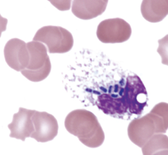 <p>identify the image:</p>