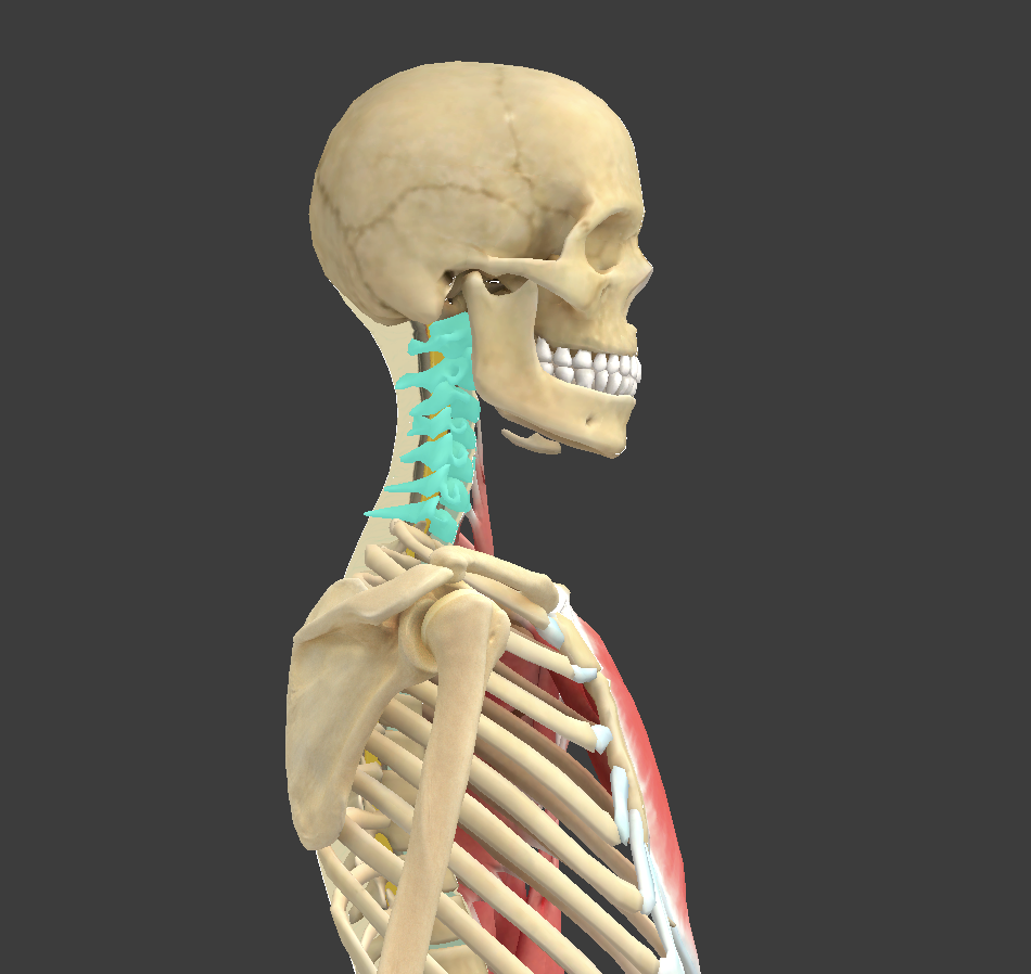<p>what are these vertebrae?</p>