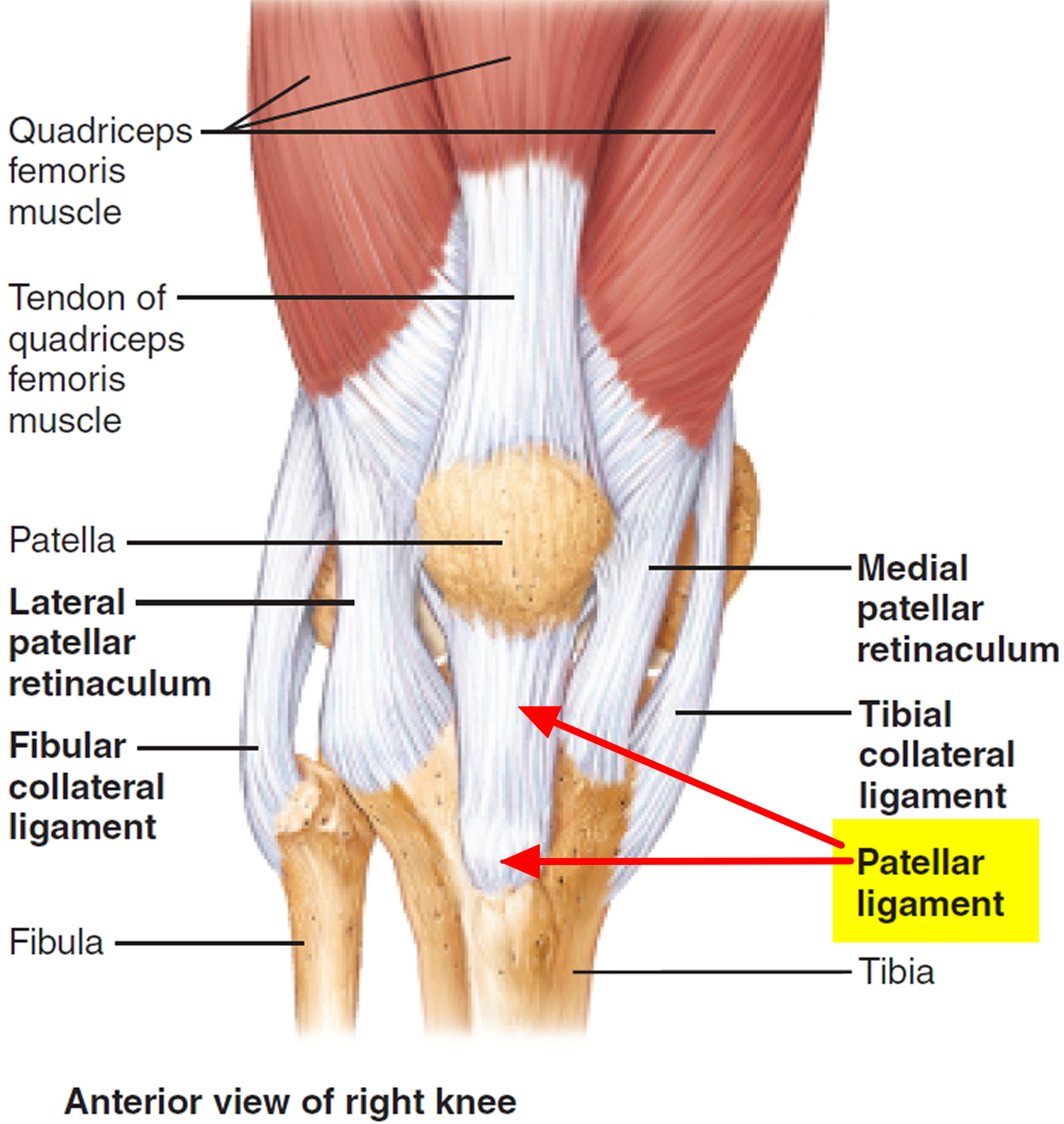 <p>Patellar Ligament</p>