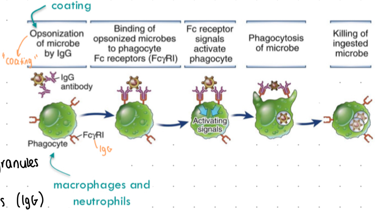 <p>“antibody dependent cell phagocytosis”</p><ul><li><p>IgG + IgA - Fc regions bind to Fc receptors (FcyR or FcaR) on phagocytes </p></li></ul>