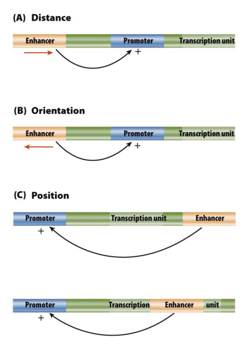 <p>Structure and function of long-range regulatory elements</p>