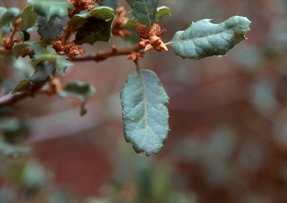 <p>Evergreen shrubs or small trees 3-15 ft tall; bark gray, scaly.&nbsp;&nbsp;Twigs usually gray or yellowish, sometimes reddish, densely packed twigs and leaves can form an almost impenetrable barrier.&nbsp;&nbsp;Leaves simple, alternate, leathery, obovate to elliptic, 1.5-3.0 cm long, base of leaf truncate or rounded, apex rounded or acute, margins irregularly toothed or spiny, upper surface green, flat to wavy, lower surface grayish green and slightly hairy; petiole 2-4 mm long.&nbsp;&nbsp;Fruit (acorns) solitary or paired, brown, egg-shaped, 1-3 cm long, cup hemispheric or turbine like, 8-15 mm deep, enclosing 1/3 to 1/2 of the nut. Native to California, found in the Coast Range and Sierra Nevada and southern California mountains and into Baja California.</p>