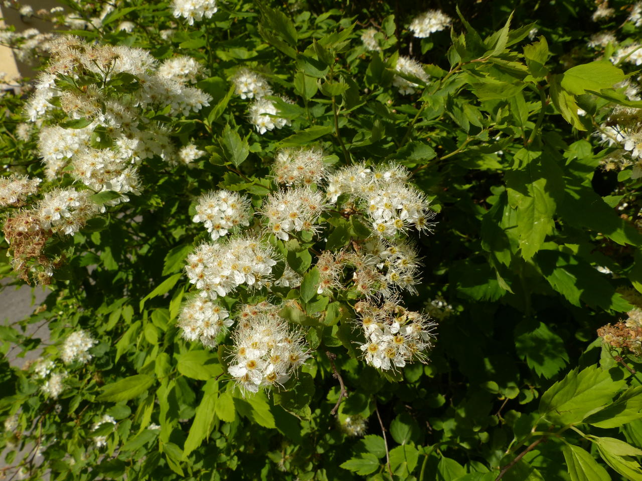 <p>Idänvirpiangervo</p>