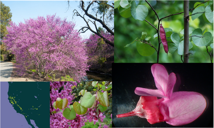 <p>Cercis occidentalis</p>