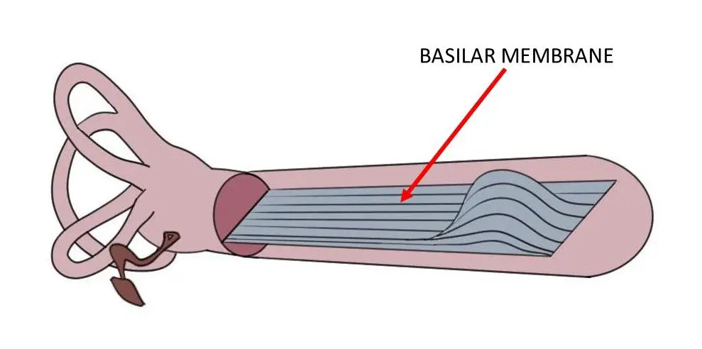 <p>Basilar Membrane</p>