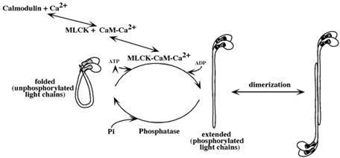 <p>They are phosphorylated to activate myosin ATPase, leading to contraction.</p>