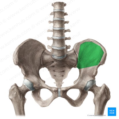 <p>Coxal Bone: Landmark</p>