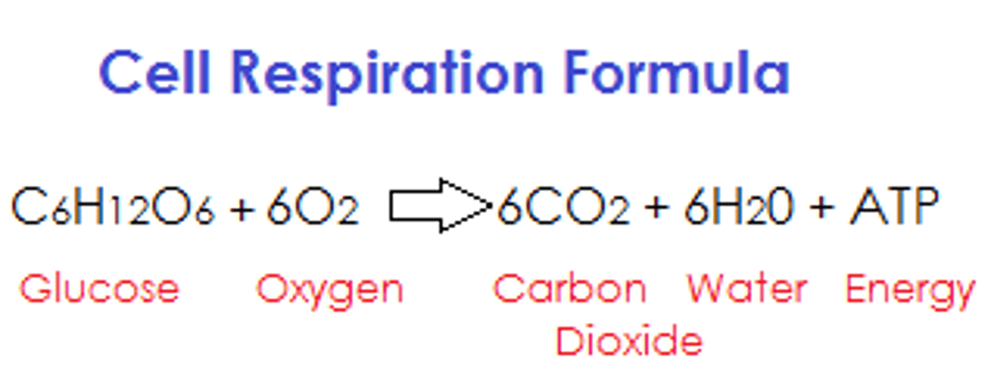 <p>C6H12O6 + 6 O2 > 6 CO2 + 6 H2O + energy</p>
