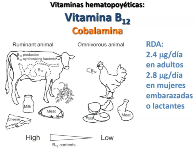 <p><span style="color: rgb(208, 88, 45)"><strong>VITAMINA B12: Cobalamina</strong></span></p><p>Sólo se encuentra en alimentos de origen animal</p><p>Formas activas: Metilcobalamina, Cianocobalamina y Adenosil cobalamina</p><p>RDA: 2.4 en adultos y 2.8 en mujeres embarazadas o lactantes</p><p></p><p><br></p><img src="https://lh7-rt.googleusercontent.com/docsz/AD_4nXdJWfVurLJuQrxqscaLG7ACyLq6rlTSseD1IiNcwkfosTIYjL23tbLFUEqShPxhHYiMyGyEzydwpZB_Qq82RNkymGnv56ymj57L5FPXzchvPk1YTbvEGob3UZsPfngddacpgnbDhRFAcO_hQdWbGmf493w?key=-51B9-hUL7my3bg-qSJKpA" data-width="50%" data-align="center"><p></p>