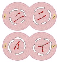 <p>Nuclear membrane reforms, cytoplasm divides, 4 daughter cells formed (haploid)</p>