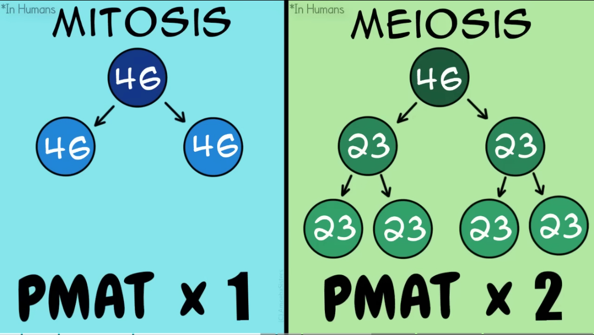 <ol><li><p>Mitosis</p></li><li><p>Meiosis</p></li></ol><p></p>