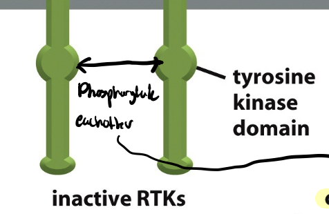 <p>a portion of the protein that can remove a phosphate from ATP and transfer it to something else</p>